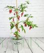 Halloween chilli plant