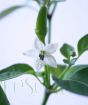 Close up of chilli blossom