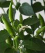 Superchilli plant in fruit