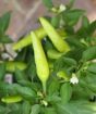 Close up of spicy chillies