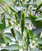 Thai Demon Chilli