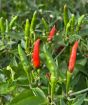 Thai Demon Chillies close up