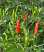 Thai Demon Chilli