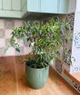 Pair of Chilli plants    