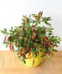 Vulcan chilli plant from above