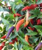 Ripening vulcan chillies