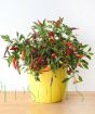 Vulcan Chilli