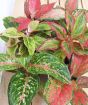 Pink Chinese Evergreen
