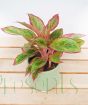 Pink Chinese Evergreen