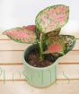 Pink Chinese Evergreen