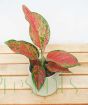 Pink Chinese Evergreen