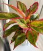 Pink Chinese Evergreen