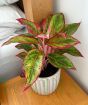 Pink Chinese evergreen