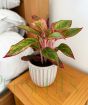 Pink Chinese Evergreen