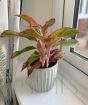 Pink Chinese Evergreen
