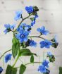 Blue Chinese Forget Me Not