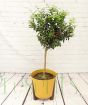 Large Chinotto           