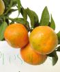 Ripening Chinotto fruit close up