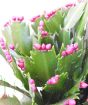 Young Christmas cactus buds