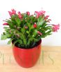 Christmas cactus bursting into bloom