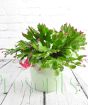 Christmas Cactus in large pale green ceramic pot