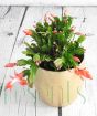 Young Christmas cactus