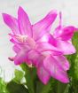 Close up of flowering cactus 