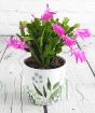 Young Flowering Schlumbergera