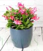 Christmas Cactus Red