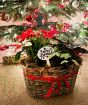 Christmas Flowering Basket