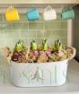 Large Indoor Christmas hyacinths planter