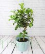 Citron Tree