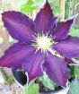 Purple clematis Vagabond