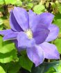 blue clematis flower