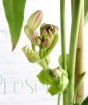 Armandii buds