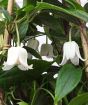 early spring clematis flowers