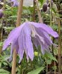 Clematis Jan Lindmark