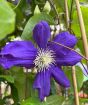 Blue Clematis