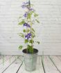 Blue Clematis