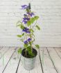 Blue Clematis Beauty of Worcester