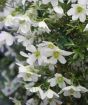 Evergreen clematis