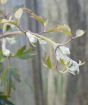 clematis avalanche