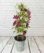 Purple Clematis Ruutel