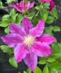 Clematis 'Red Pearl' Flowers