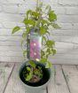Clematis Red Pearl