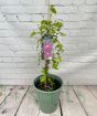 Purple Clematis