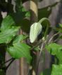 Clematis vagabond bud