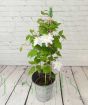 White Clematis           