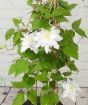 White Clematis Chalcedony