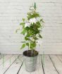 White Clematis           